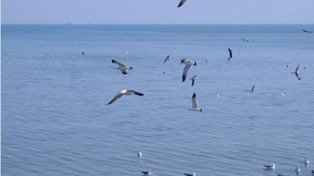 海鸥嬉戏海鸟海面海水海边动物昆虫实拍素材