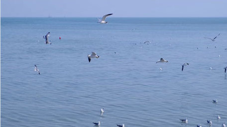海鸥嬉戏海鸟海面海水海边动物昆虫实拍素材