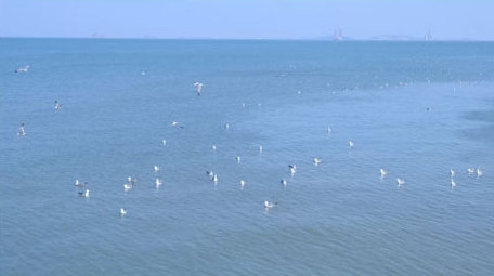 海鸥嬉戏海鸟海面海水海边动物昆虫实拍素材