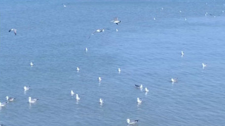 海鸥嬉戏海鸟海面海水海边动物昆虫实拍素材