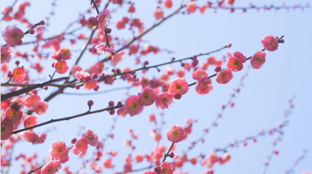 特写春暖花开花朵开放粉色梅花特写4K视频