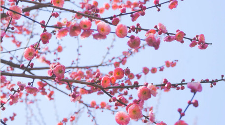 特写春暖花开花朵开放粉色梅花特写4K视频