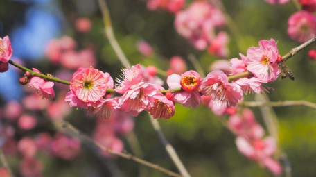特写春暖花开花朵开放粉色梅花特写4K视频