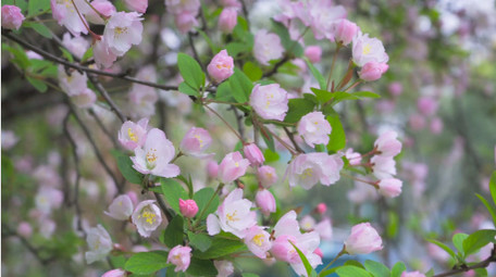 唯美春天风景花朵开放垂丝海棠花4K实拍