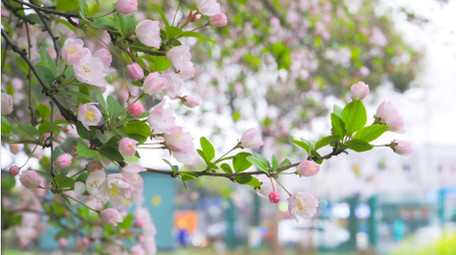 唯美春天风景花朵开放垂丝海棠花4K实拍