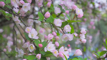 唯美春天风景花朵开放垂丝海棠花4K实拍