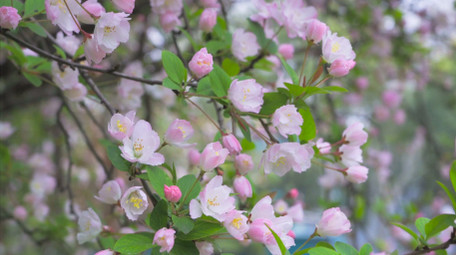 唯美春天风景花朵开放垂丝海棠花4K实拍
