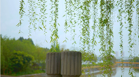 自然唯美春天随风飘动的柳条视频素材4K