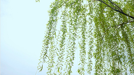 自然唯美春天随风飘动的柳条视频素材4K