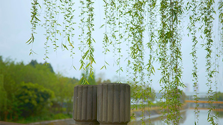 自然唯美春天随风飘动的柳条视频素材4K