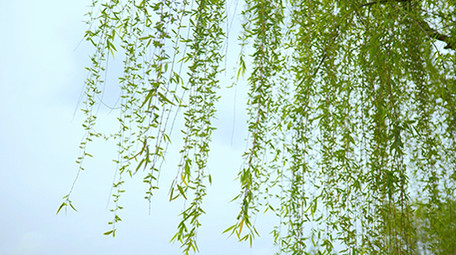 自然唯美春天随风飘动的柳条视频素材4K