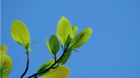 嫩叶绿叶阳光明媚春天抽枝发芽唯美实拍