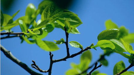 嫩叶绿叶阳光明媚春天抽枝发芽唯美实拍