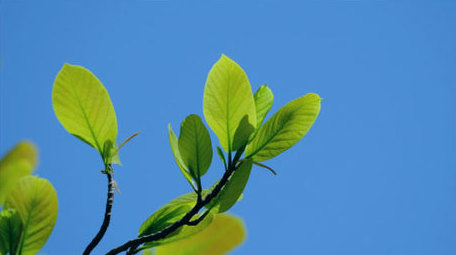 嫩叶绿叶阳光明媚春天抽枝发芽唯美实拍