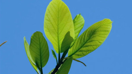 嫩叶绿叶阳光明媚春天抽枝发芽唯美实拍