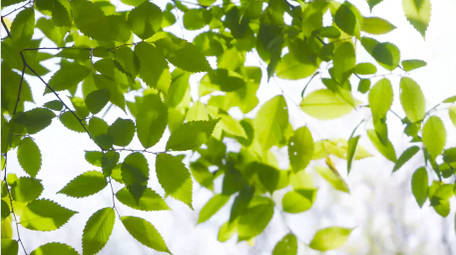 自然写意春天阳光树影翠绿树叶意境4K实拍