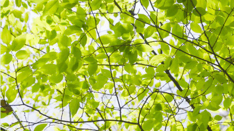 自然写意春天阳光树影翠绿树叶意境4K实拍