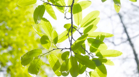 自然写意春天阳光树影翠绿树叶意境4K实拍