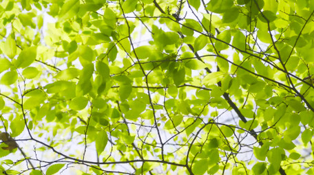 自然写意春天阳光树影翠绿树叶意境4K实拍