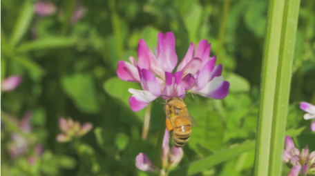 动物昆虫蜜蜂采蜜升格慢动作高清实拍