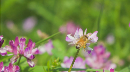 动物昆虫蜜蜂采蜜升格慢动作高清实拍