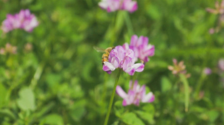 动物昆虫蜜蜂采蜜升格慢动作高清实拍