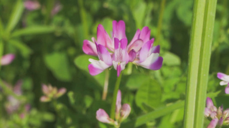 动物昆虫蜜蜂采蜜升格慢动作高清实拍