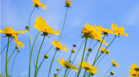 自然写意唯美金鸡菊花夏日自然意境4K实拍