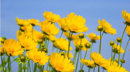 自然写意唯美金鸡菊花夏日自然意境4K实拍