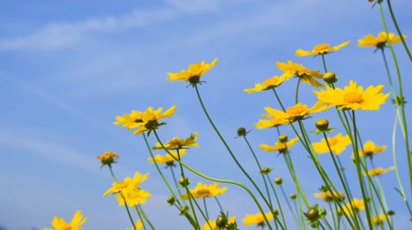 自然写意唯美金鸡菊花夏日自然意境4K实拍