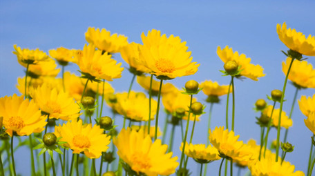 自然写意唯美金鸡菊花夏日自然意境4K实拍