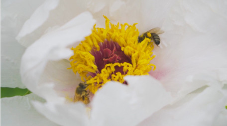 动物昆虫蜜蜂采花采蜜芍药升格实拍