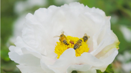 动物昆虫蜜蜂采花采蜜芍药升格实拍