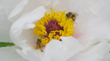 动物昆虫蜜蜂采花采蜜芍药升格实拍