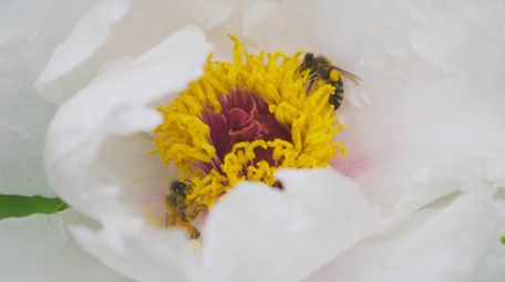 动物昆虫蜜蜂采花采蜜芍药升格实拍
