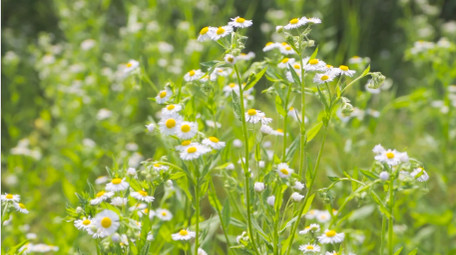 温暖治愈夏天意境花朵白色小花小雏菊实拍