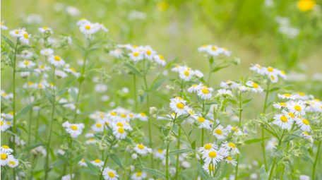 温暖治愈夏天意境花朵白色小花小雏菊实拍