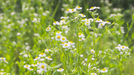 温暖治愈夏天意境花朵白色小花小雏菊实拍