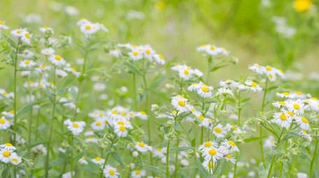 温暖治愈夏天意境花朵白色小花小雏菊实拍