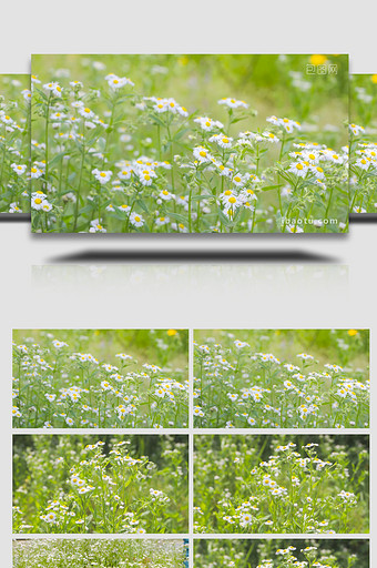 温暖治愈夏天意境花朵白色小花小雏菊实拍图片