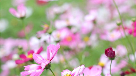 盛夏百花盛开花海风中摇摆小野菊4k实拍