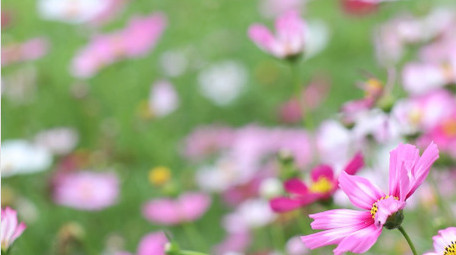 盛夏百花盛开花海风中摇摆小野菊4k实拍