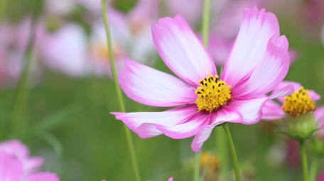 盛夏百花盛开花海风中摇摆小野菊4k实拍
