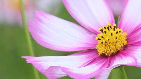 盛夏百花盛开花海风中摇摆小野菊4k实拍