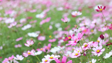 盛夏百花盛开花海风中摇摆小野菊4k实拍