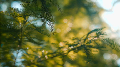 自然唯美红杉树叶透光光斑实拍视频
