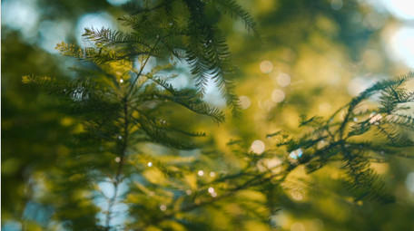 自然唯美红杉树叶透光光斑实拍视频