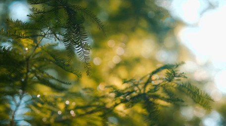 自然唯美红杉树叶透光光斑实拍视频