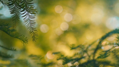 自然唯美红杉树叶透光光斑实拍视频