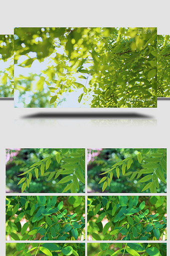 绿色植物树木树叶阳光生命力旺盛实拍4K图片